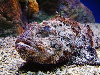 stonefish-04046.jpg stonefish-04046.jpg