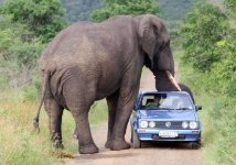 an-angry-elephant-bull.jpg an-angry-elephant-bull.jpg