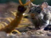 mouse_fightingcentipede_480x360.jpg mouse_fightingcentipede_480x360.jpg