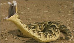 Puff-Adder_682_731083a.jpg