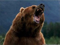 3418047-4757105568-grizz.jpg 3418047-4757105568-grizz.jpg