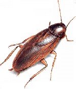 SmokeyBrownRoach.jpg SmokeyBrownRoach.jpg
