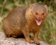 mongoose.jpg mongoose.jpg