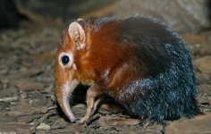 giant_shrew.jpg giant_shrew.jpg