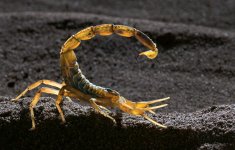 Scorpion_Image.jpg Scorpion_Image.jpg