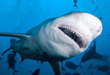 bull-shark-jaw-pic.png