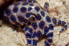 Blue-ring-Oct.jpg Blue-ring-Oct.jpg