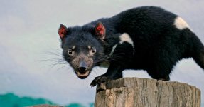 tasmanian_devil.jpg tasmanian_devil.jpg