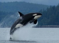 orca1.jpg orca1.jpg