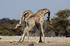 giraffe-males-fighting-11193106.jpg giraffe-males-fighting-11193106.jpg