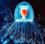 Turritopsis%u00252Bdohrnii%u00252Bimmortal%u00252Bjellyfish.png Turritopsis%u00252Bdohrnii%u00252Bimmortal%u00252Bjellyfish.png