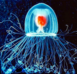 Turritopsis%u00252Bdohrnii%u00252Bimmortal%u00252Bjellyfish.png