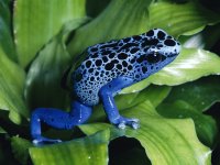 poison-dart-frogs.jpg poison-dart-frogs.jpg