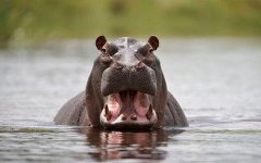 hippo-mouth_1440541c.jpg hippo-mouth_1440541c.jpg