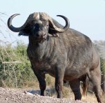 cape-buffalo-1.jpg