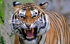 bengal-tiger-10.jpg