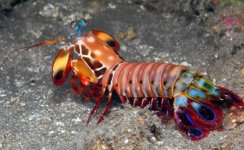 Mysterious-sight-of-the-mantis-shrimp-closer-to-being-solved-e1390755044367-650x401.jpg