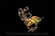 southern-blue-ringed-octopus-24M1633-64D.jpg