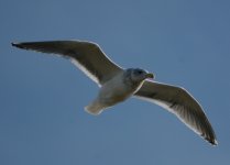 seagull1-1-07.jpg