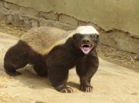honey-badger.jpg honey-badger.jpg