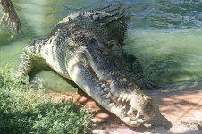 saltwater-crocodile.jpg
