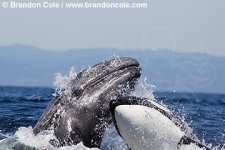 orca_attacking_gray_whale_brandon_cole.jpg