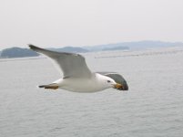 seagull-looking-for-a.jpg