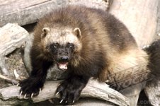 m3wolverine5.jpg m3wolverine5.jpg