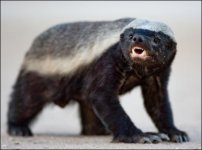 honeybadger1.jpg honeybadger1.jpg