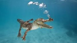 croc fart.jpg