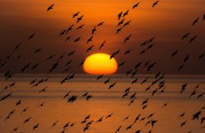 Sunset Starlings 1 NSC.jpg