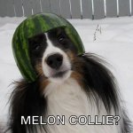 Sad dog Melon Collie..jpg