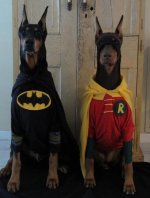 dogs-wearing-batman-and-robin-costumes.jpg