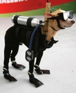diving-clothing-for-dogs.jpg