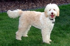 about_labradoodle_breed-03.jpg