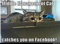 xMiddle_Management_Cat_Catches_You_On_Facebook.jpg.pagespeed.ic.mnyyLrJqz3.jpg