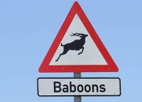babboons.jpg