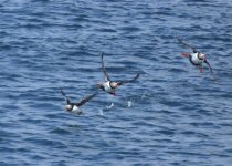 7th April 2015 - Puffins off Staffa (7).jpg