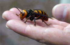 japanese-giant-hornet-2.png