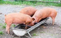 snouts-in-the-trough.jpg