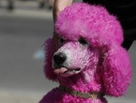 pink-poodle.jpg