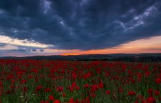 Stormy Poppy Sunset.jpg