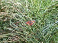 Butterfly-Devil's Dyke.jpg