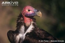 Lappet-faced-vulture-.jpg