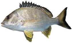 Yellowfin-bream-Acanthopagrus-australis.jpg