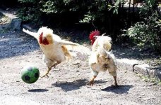 funny-2_thumbnail.jpg