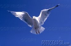 Seagull.jpg