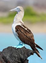 220px-Blue-footed-booby.jpg
