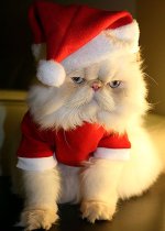 Santa-Cat-l.jpg