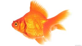 goldfish9.jpg